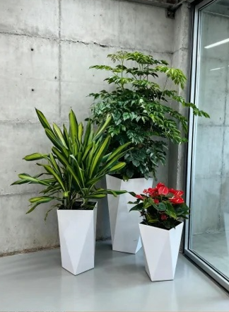余姚绿植出租价格-慈溪办公室植物租赁-北仑绿植租摆租金价格-宁波室内花木出租推荐